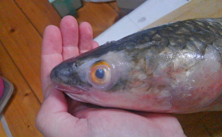 見た目はまるで ボラ だけど美味なマニアック魚 メナダ とは 年5月31日 エキサイトニュース