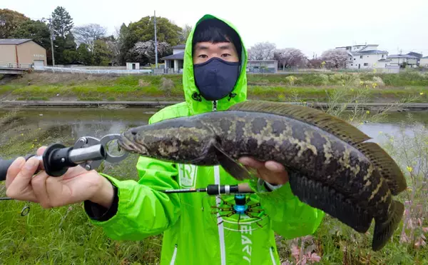 「遊び心満載『リスぐるま』でデイナマ挑戦　本命他ライギョも【青木川】」の画像