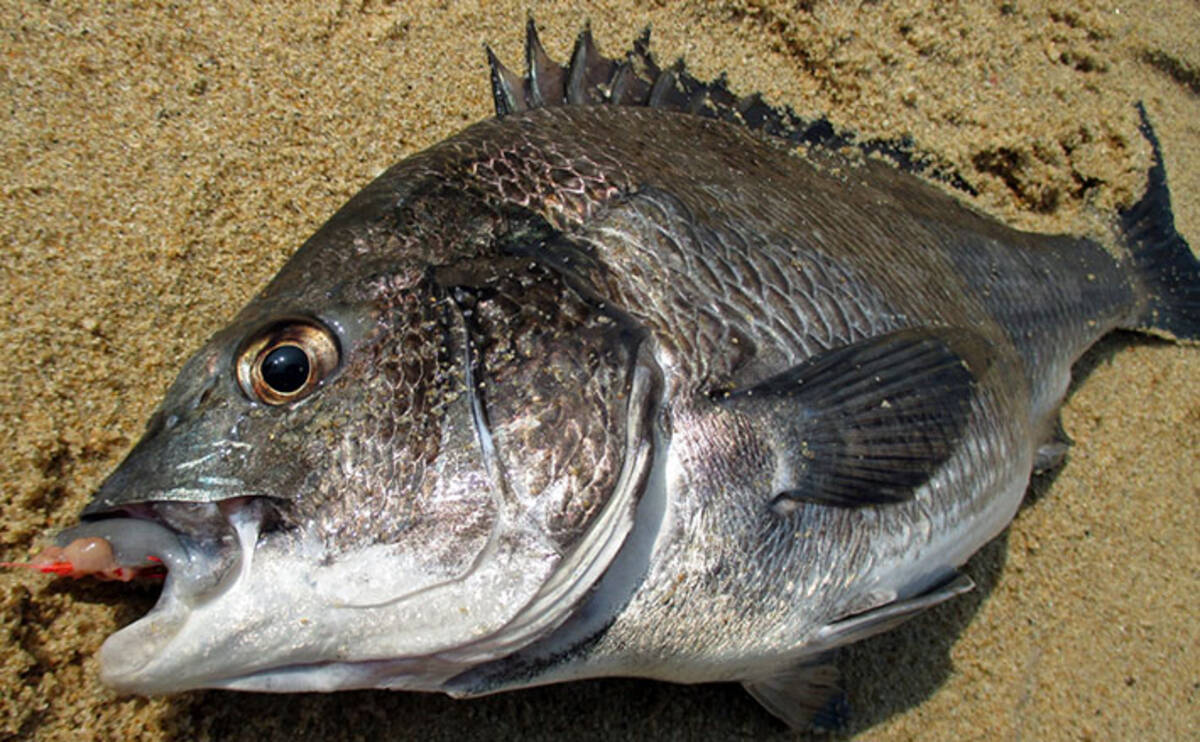 スイカでクロダイが釣れる 夏に盛期を迎える スイカ釣り を紹介 年5月日 エキサイトニュース