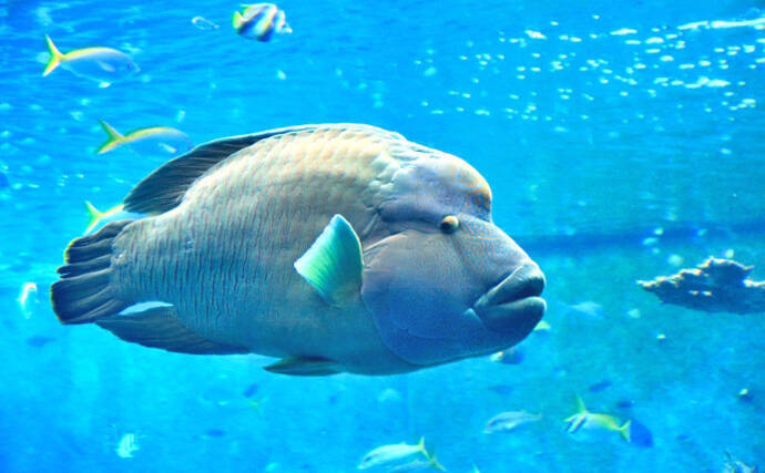 水族館で見る魚をもっと知りたい ナポレオンフィッシュ 絶滅の危機も 年5月26日 エキサイトニュース