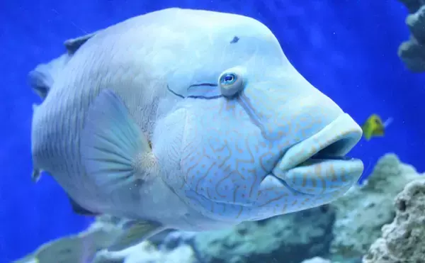 水族館で見る魚をもっと知りたい：ナポレオンフィッシュ　絶滅の危機も