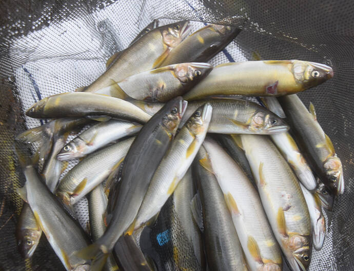 【2020初夏】アユ好釣り場：矢田川　「ドブ」＆「トモ」釣りを楽しもう