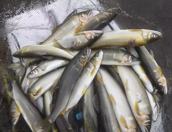 「【2020初夏】アユ好釣り場：矢田川　「ドブ」＆「トモ」釣りを楽しもう」の画像