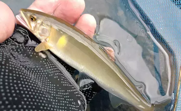 【2020初夏】アユ好釣り場：矢田川　「ドブ」＆「トモ」釣りを楽しもう