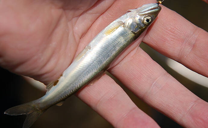 【2020初夏】アユ好釣り場：矢田川　「ドブ」＆「トモ」釣りを楽しもう