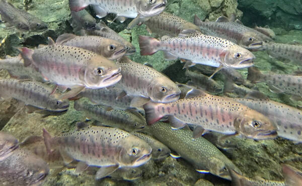 川魚 を生食してはいけない理由を解説 サーモンはなぜok 年5月30日 エキサイトニュース