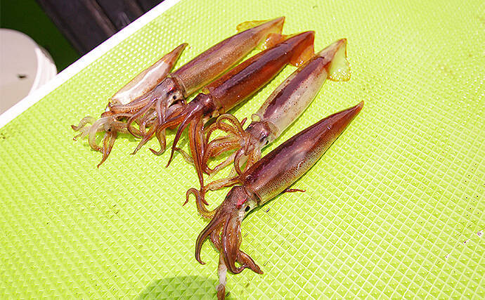 【相模湾2020】ムギイカ釣り徹底攻略　タックル・仕掛け・釣り方