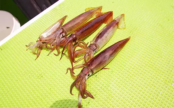 「【相模湾2020】ムギイカ釣り徹底攻略　タックル・仕掛け・釣り方」の画像