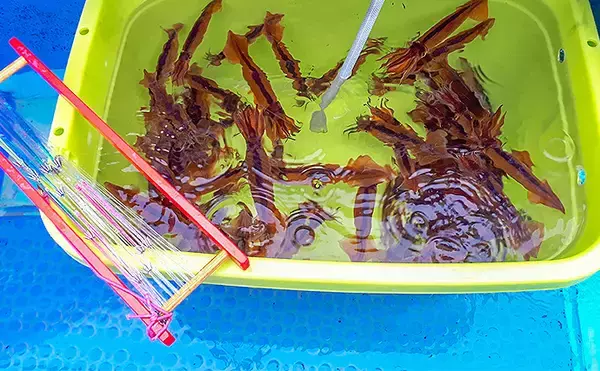 「【相模湾2020】ムギイカ釣り徹底攻略　タックル・仕掛け・釣り方」の画像