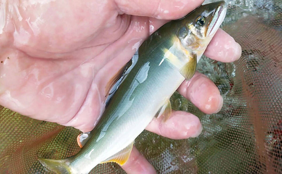 アユのトモ釣りオススメ河川 最上川 味 香 形が揃ったアユ 年6月8日 エキサイトニュース