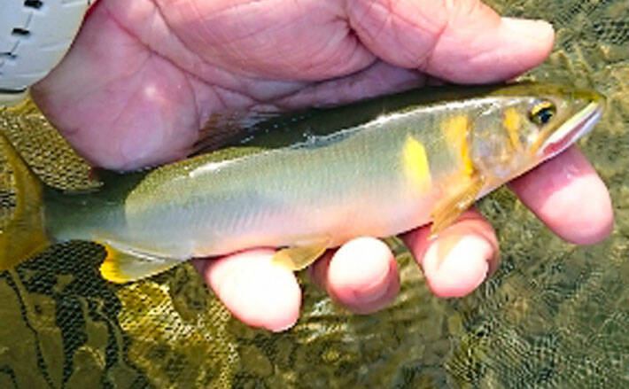 アユのトモ釣りオススメ河川 長瀬太郎生川 足場良好が嬉しい 年6月10日 エキサイトニュース