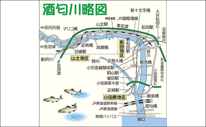 アユのトモ釣りオススメ河川 酒匂川 魚影の濃さに定評あり 年6月19日 エキサイトニュース