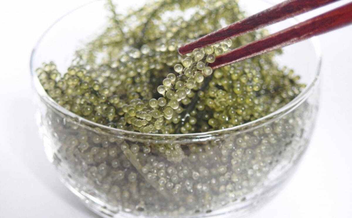 魚介で地域活性化 広島県竹原市で 海ぶどう を養殖 全滅も経験 年5月28日 エキサイトニュース