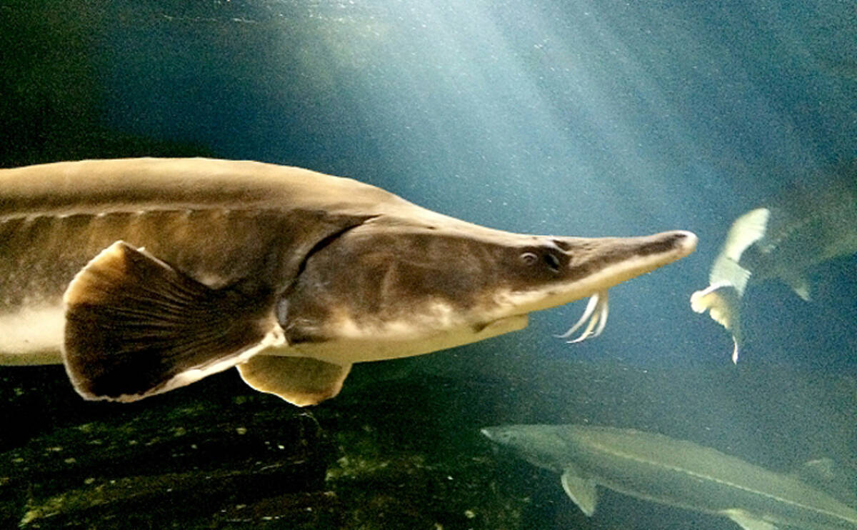 世界3大珍味 キャビア の国内生産量が増加中 日本でも養殖が盛んに 年6月5日 エキサイトニュース