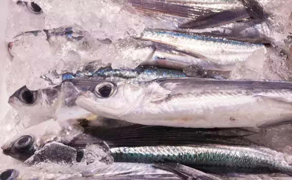 「サカナで地域活性化：和歌山県串本は『トビウオの町』　すくい取りも人気」の画像