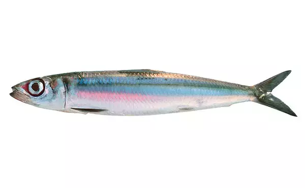 「サカナで地域活性化：一本釣りの『ウルメイワシ』　高知県土佐市宇佐町」の画像