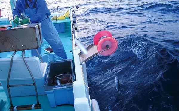 「サカナで地域活性化：一本釣りの『ウルメイワシ』　高知県土佐市宇佐町」の画像