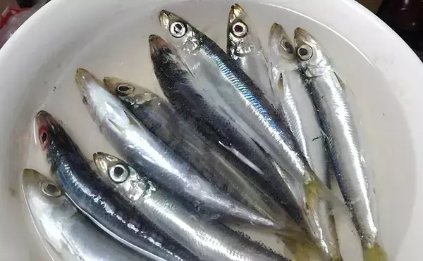 「サカナで地域活性化：一本釣りの『ウルメイワシ』　高知県土佐市宇佐町」の画像