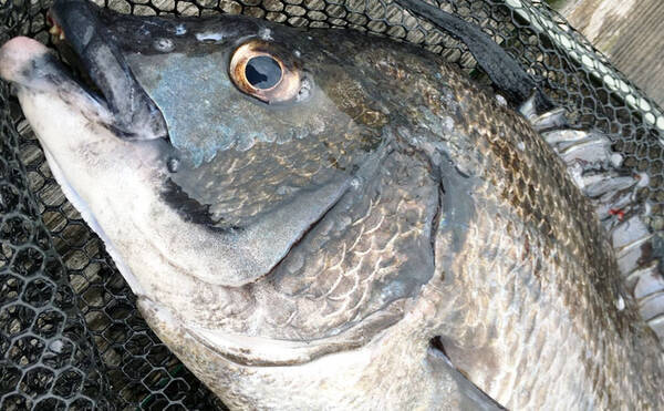 初夏 カカリ釣りクロダイ初心者入門 タックル エサ 釣り方 年6月3日 エキサイトニュース