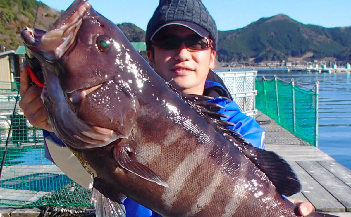 海上釣り堀の名脇役 ハタ類 イシダイ グレ 攻略方法 年6月5日 エキサイトニュース