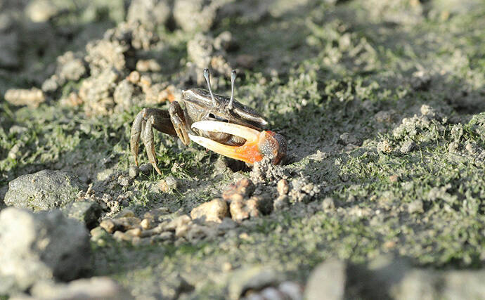 九州の珍味 がん漬け を食レポ 骨太なレシピでパンチが効いた味 年6月日 エキサイトニュース