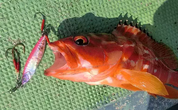 「スーパーライトジギングでキジハタ・アカハタ・オオモンハタ【三重】」の画像