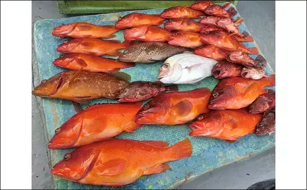 「スーパーライトジギングでキジハタ・アカハタ・オオモンハタ【三重】」の画像