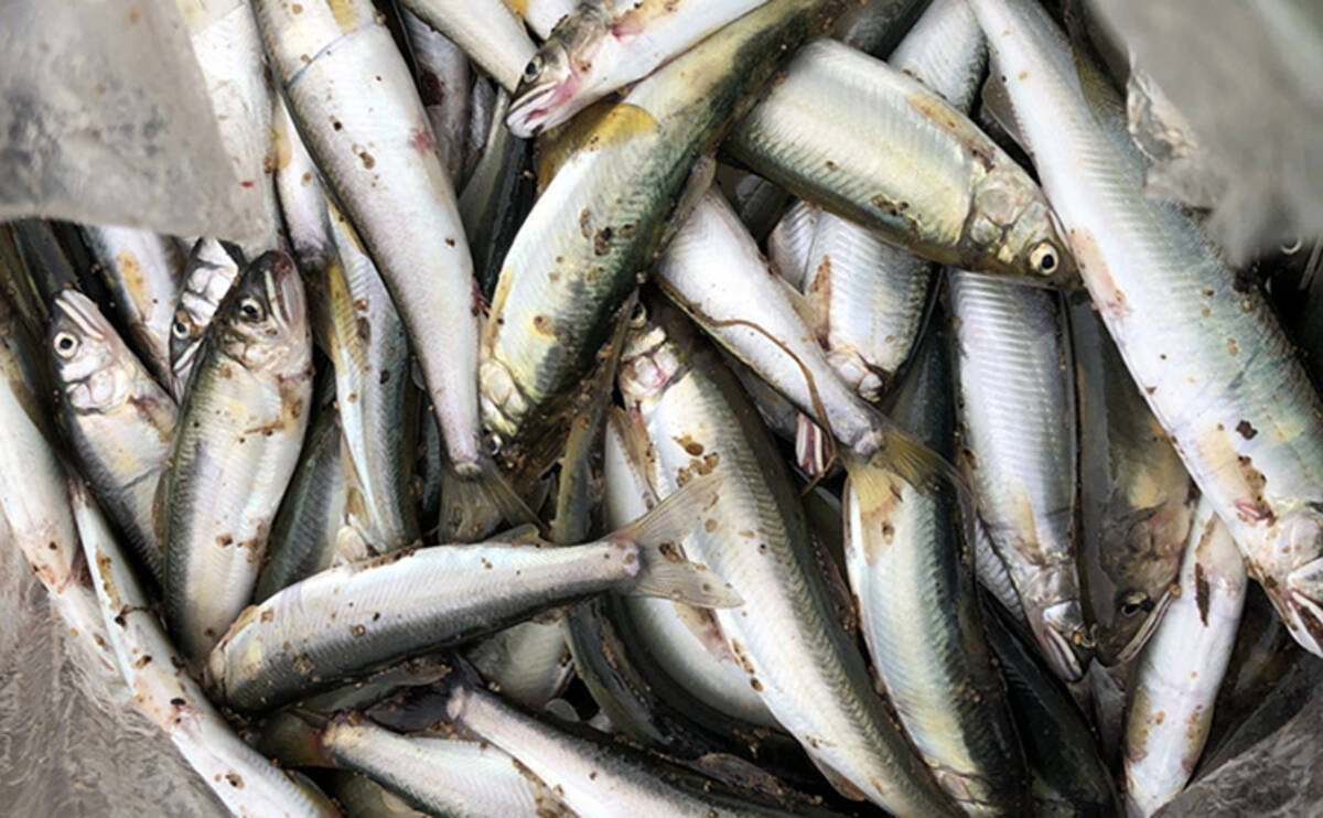 琵琶湖の夏の風物詩 小鮎釣り で入れ食い堪能 食い渋り対応策も解説 年6月14日 エキサイトニュース