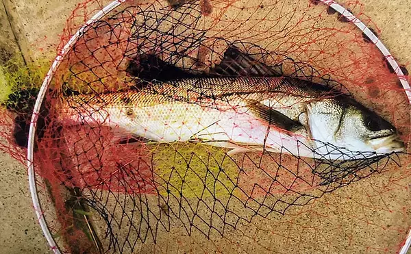 「【2020初夏】河口域シーバスゲームの必須ルアー4選　使い分けも解説」の画像