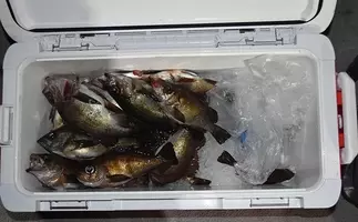 エビまき釣り の エビクーラー 自作方法 100均グッズをフル活用 21年3月19日 エキサイトニュース
