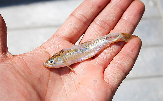 【琵琶湖2020】『ビワマス』レイクトローリング初心者入門　手ぶらでOK