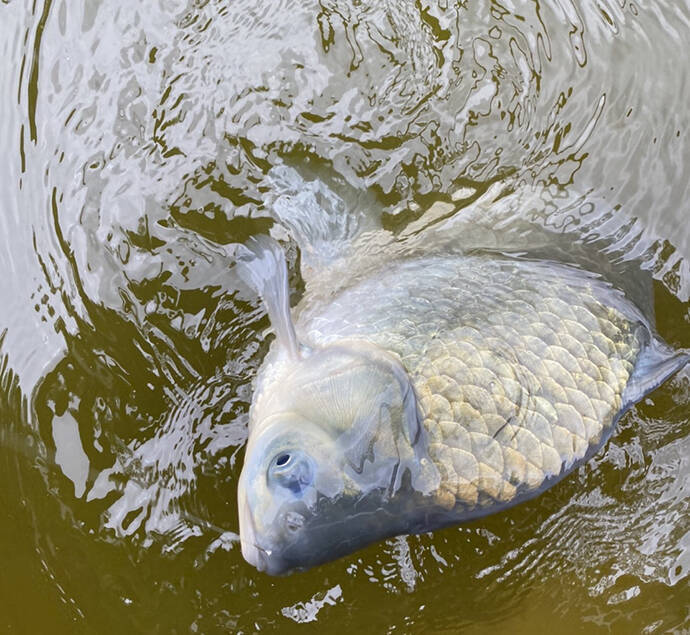 ヘラブナ釣り初心者入門 ダンゴとグルテンの底釣りを有効活用 第9回 年6月22日 エキサイトニュース 2 3