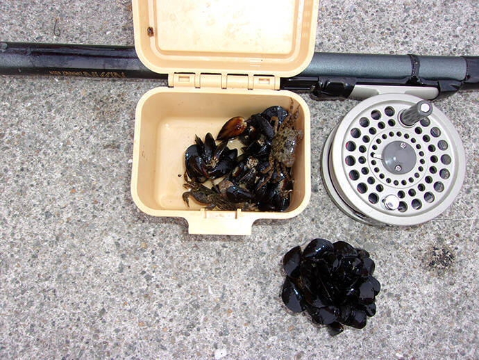 落とし込みで本命チヌ46cm＆41cm　「イガイ」エサがアタリ【神戸・7防】