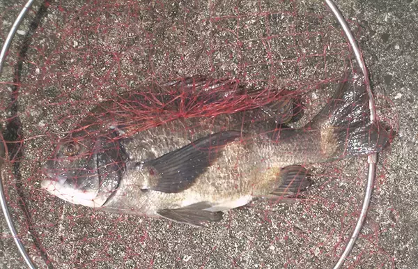 「落とし込みで本命チヌ46cm＆41cm　「イガイ」エサがアタリ【神戸・7防】」の画像