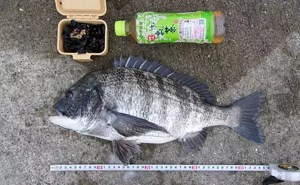 「落とし込みで本命チヌ46cm＆41cm　「イガイ」エサがアタリ【神戸・7防】」の画像