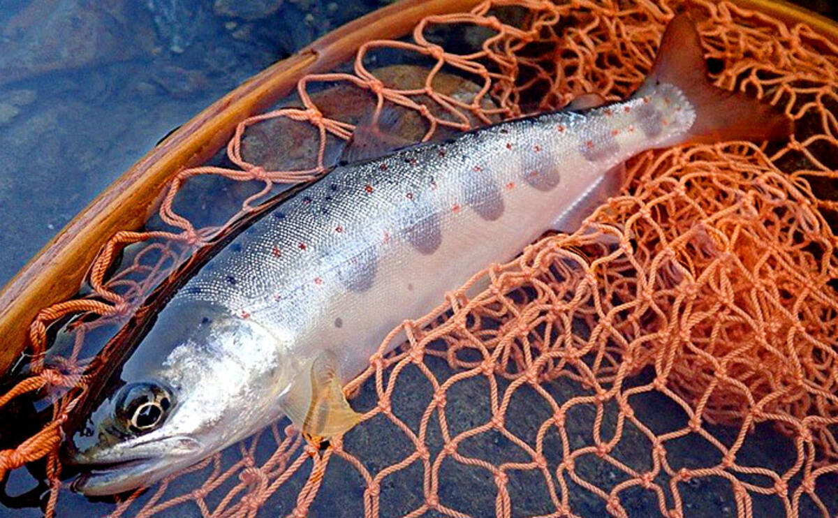 渓流ルアー釣行で26cm頭アマゴ15尾 高活性を満喫 奈良 十津川水系 年6月24日 エキサイトニュース