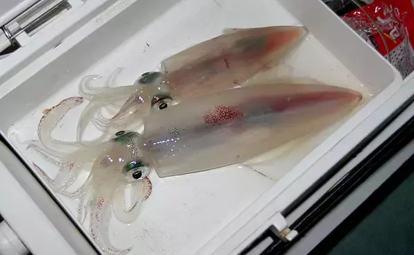 「【釣果レシピ】ケンサキイカの「イカマヨポン」　アッサリだけどガッツリ」の画像