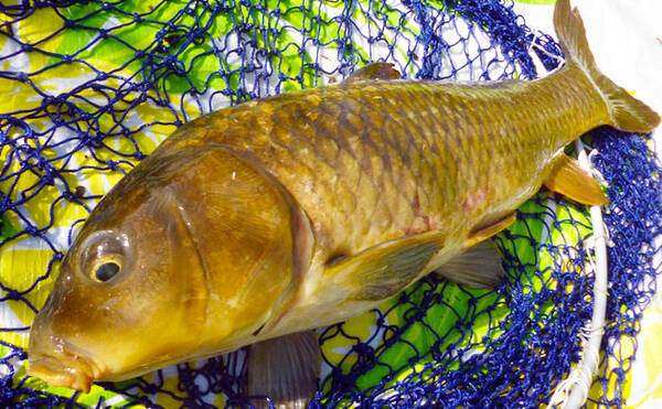 食パン 片手に娘とお散歩フィッシング パンコイ でcm鯉が浮上 年6月22日 エキサイトニュース 食パン 片手に娘とお散歩フィッシング パンコイ でcm鯉が浮上 年6月22日 エキサイトニュース