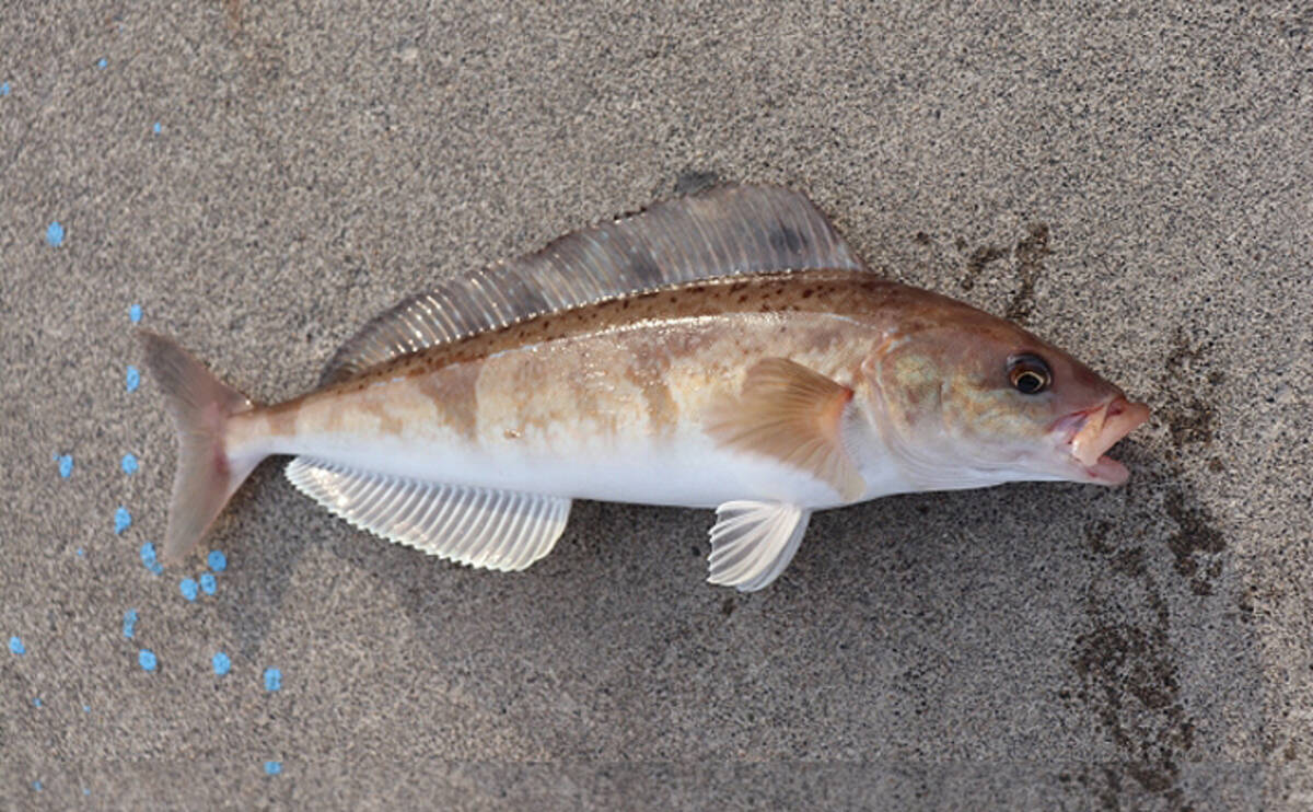 夏が旬の ホッケ のちょっと変わった生態 回遊魚から根魚に変化 年6月27日 エキサイトニュース