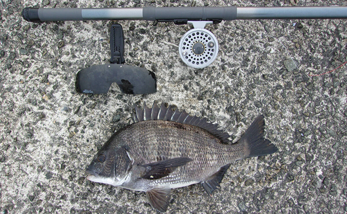 前打ち 釣りで38cm頭にチヌ2尾 周りでは青物高活性 神戸 和田防 年6月23日 エキサイトニュース