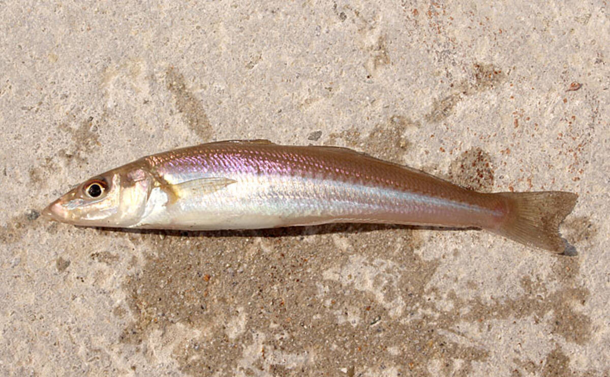 ちょい投げ釣りで13cm頭にキス14尾 竿下で連発の理由とは 大阪 年6月22日 エキサイトニュース