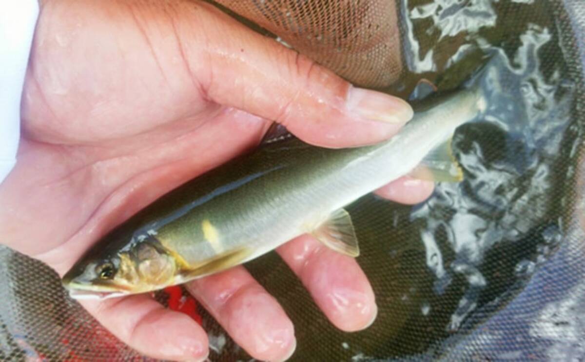 年の相模川アユ遡上数は昨年比で半減 サイズは良型望める傾向 年6月23日 エキサイトニュース 2 2