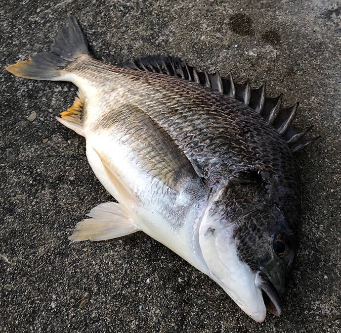 陸っぱりルアー釣りの 万能竿 を考察 チニングロッドの時代に突入 年6月26日 エキサイトニュース 3 3