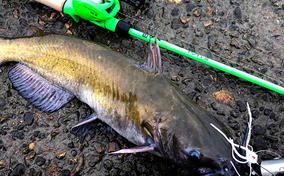 ヤドカリ は釣りの特エサだけじゃもったいない 味はまるで甘エビ 年6月28日 エキサイトニュース