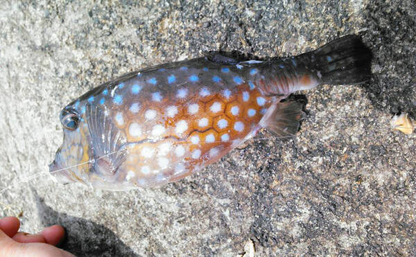 魚介類の 食べるな危険 部位 ハコフグの肝 昔は無毒とされていた 年7月2日 エキサイトニュース