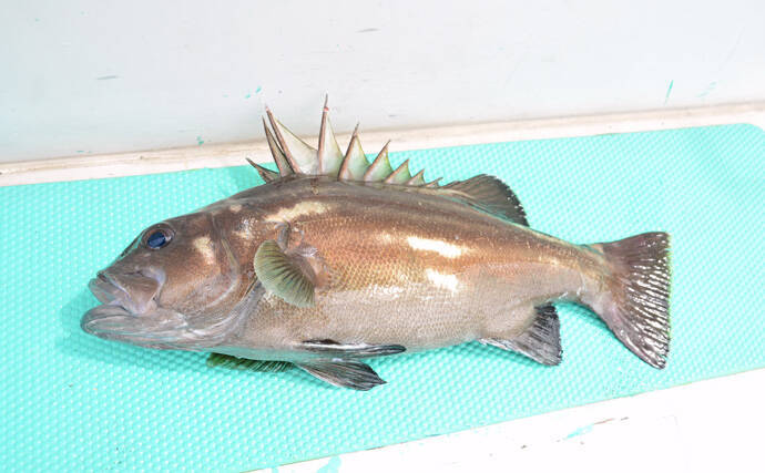 イシナギ釣りで7.9kg頭に船中10尾　アワセがキモ【モンロー号】