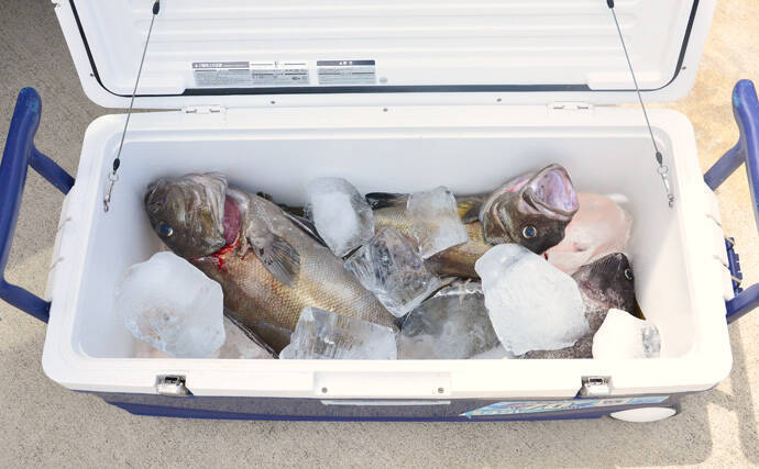 イシナギ釣りで7.9kg頭に船中10尾　アワセがキモ【モンロー号】