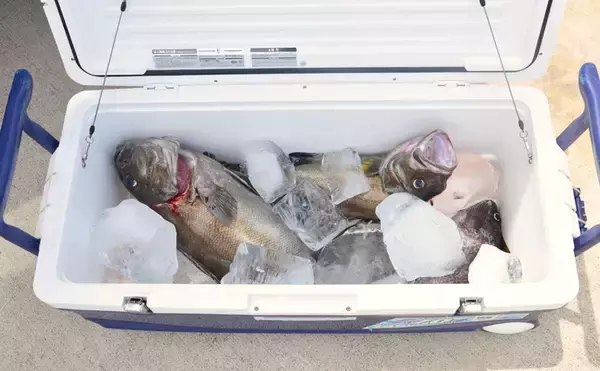 「イシナギ釣りで7.9kg頭に船中10尾　アワセがキモ【モンロー号】」の画像