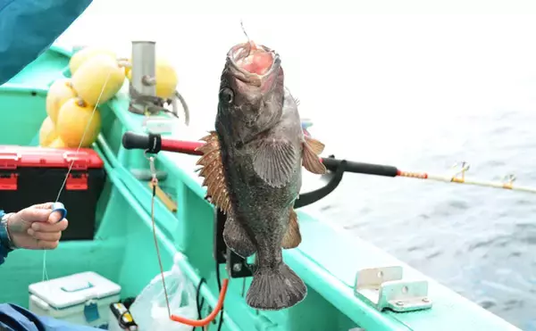 「イシナギ釣りで7.9kg頭に船中10尾　アワセがキモ【モンロー号】」の画像