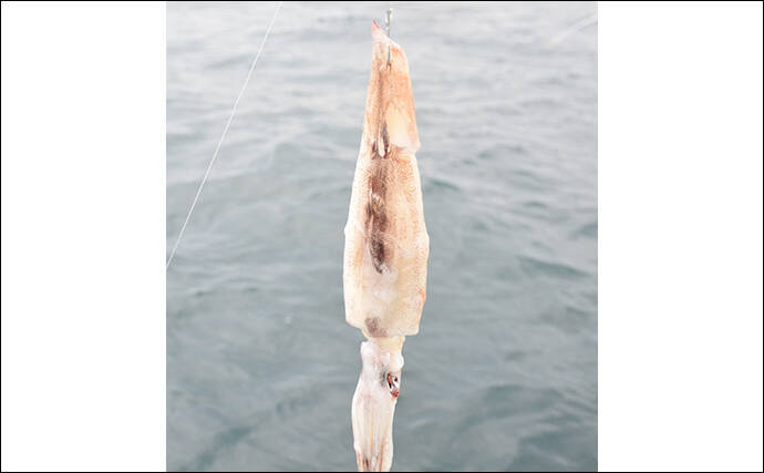 イシナギ釣りで7.9kg頭に船中10尾　アワセがキモ【モンロー号】